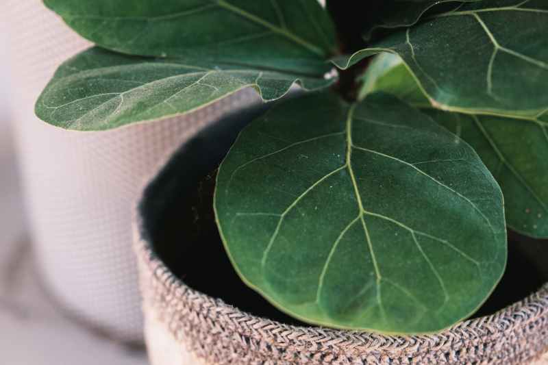 ficus lyrata with green leaves